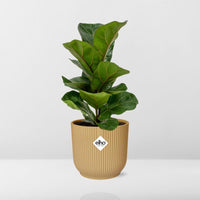 Ficus lyrata ‘Bambino’ in Vaso ELHO Vibes Fold, Giallo, Ø14cm ↕35cm