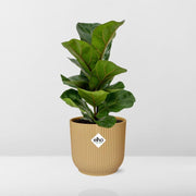 Ficus lyrata ‘Bambino’ in ELHO Vibes Fold Pot, Yellow, Ø14cm ↕35cm