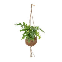 Kokedama Monstera Minima (Rhaphidophora tetrasperma) - Ø15cm - ↕25cm