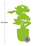 Load image into Gallery viewer, Anthurium andraeanum Red 12cm in ELHO Vibes Fold pot, Pink, Ø14cm - ↕35cm