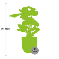 Anthurium andraeanum Rosso Ø12cm in vaso ELHO Vibes Fold, Rosa, Ø14cm - ↕35cm
