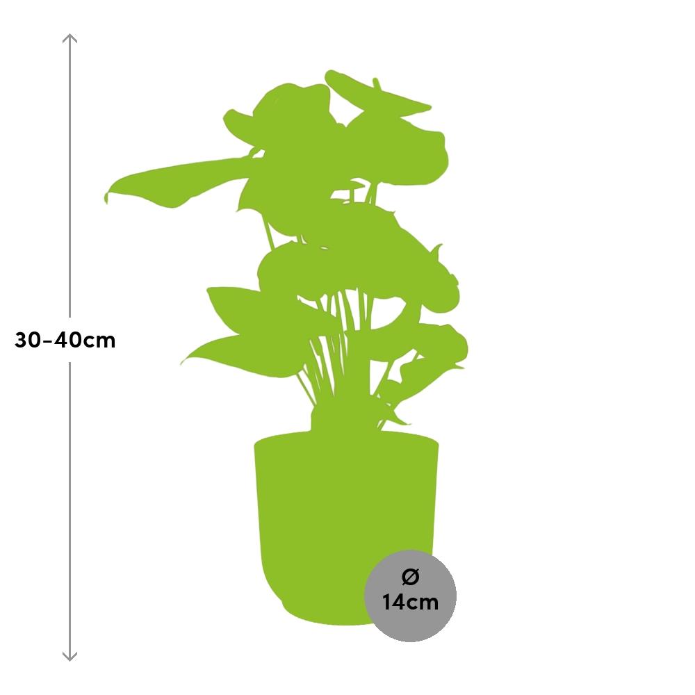 Anthurium andraeanum Red 12cm in ELHO Vibes Fold pot, Pink, Ø14cm - ↕35cm