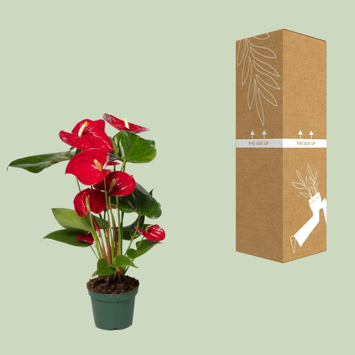 Anthurium andraeanum Red - Ø12cm - ↕35cm