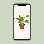 Load image into Gallery viewer, Asplenium nidus - Ø12cm - ↕35cm