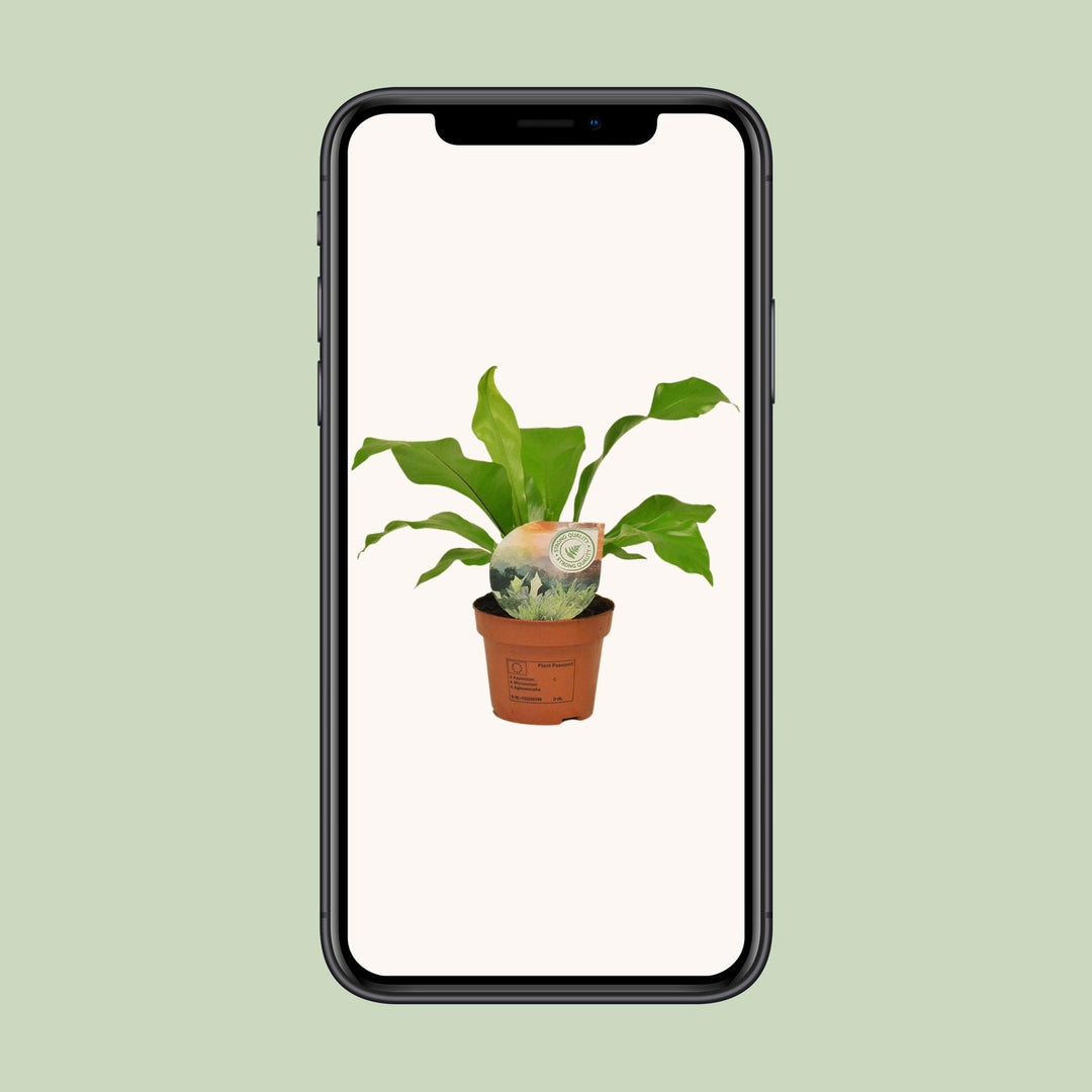 Asplenium nidus - Ø12cm - ↕35cm