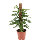 Monstera adansonii - Ø17cm - ↕60cm