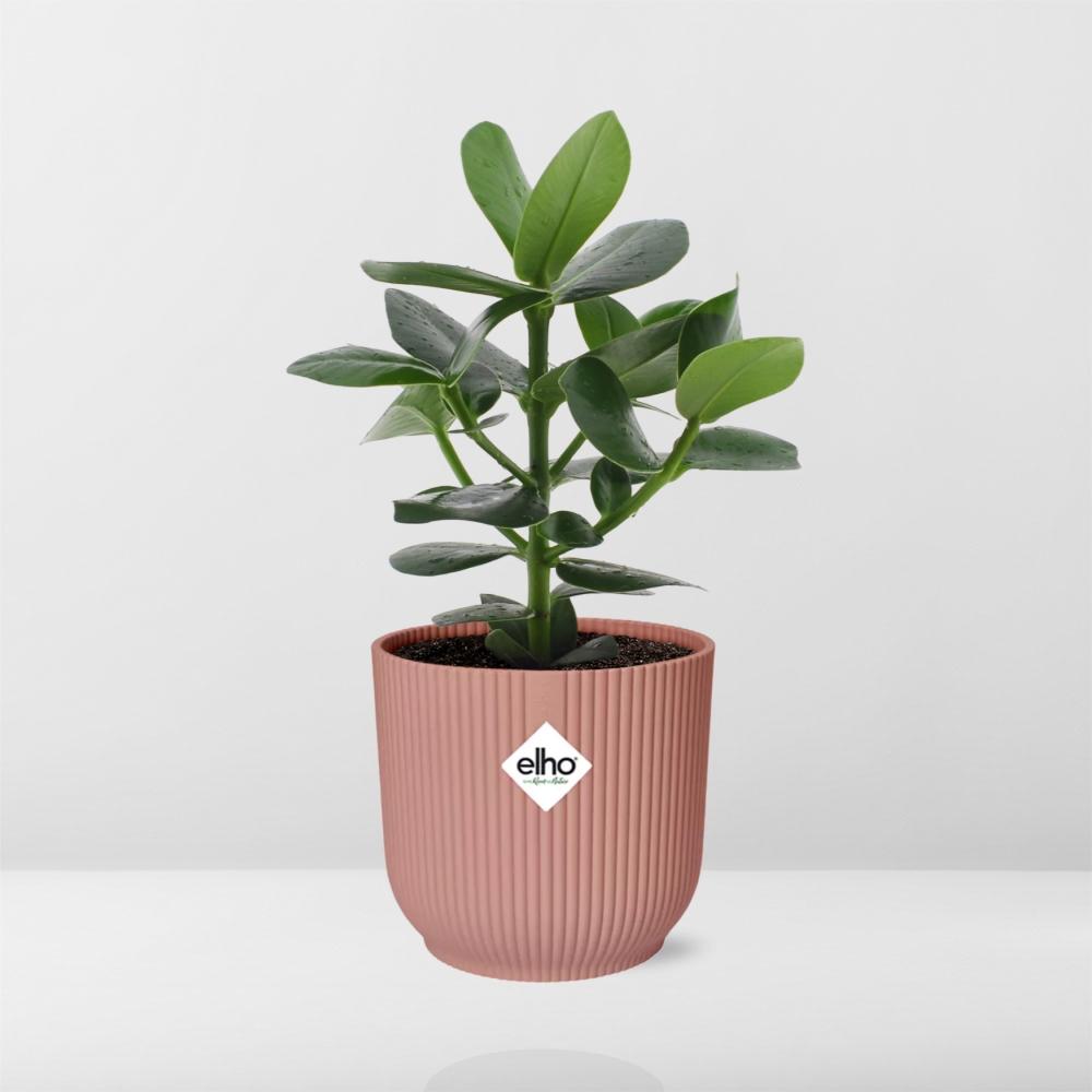 Clusia rosea 'Princess' in Vaso ELHO Vibes Fold, Rosa, Ø14cm ↕25cm