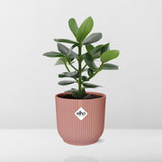 Clusia rosea 'Princess' in ELHO Vibes Fold, Pink, Ø14cm ↕25cm