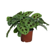 Maranta leuconeura 'Kerchoveana' - Ø12cm - ↕30cm