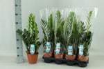 Load image into Gallery viewer, Zamioculcas zamiifolia - Ø14cm - ↕65cm