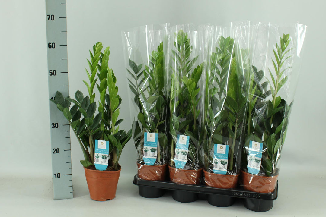 Zamioculcas zamiifolia - Ø14cm - ↕65cm