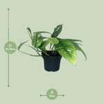 Load image into Gallery viewer, Epipremnum pinnatum &#39;Cebu Blue&#39; - Ø12cm - ↕20cm
