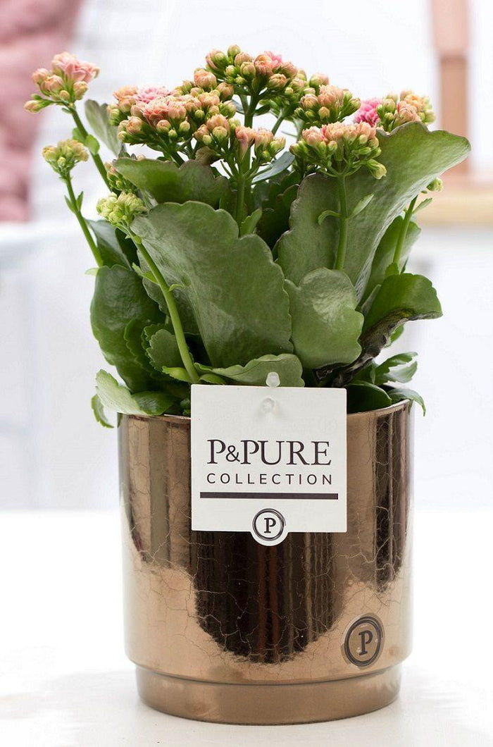 Kalanchoe Pink In P&PURE Juliette Ceramics, Goldbronze - Ø12cm - ↕27cm