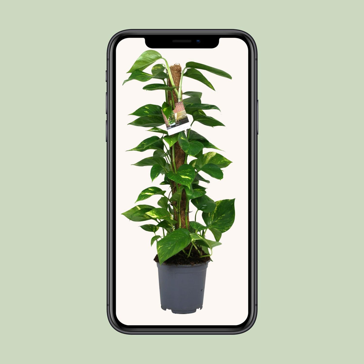 Epipremnum (Scindapsus) - Ø19cm - ↕80cm