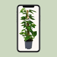 Epipremnum (Scindapsus) - Ø19cm - ↕80cm