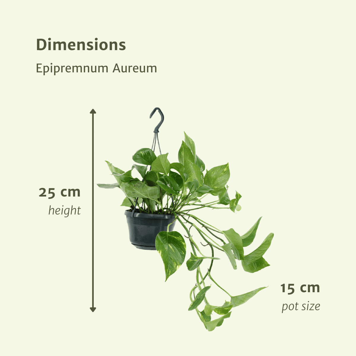 Epipremnum aureum (Scindapsus) - 2 plants - ø15 - ↕25cm