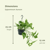 Epipremnum aureum (Scindapsus) - 2 plants - ø15 - ↕25cm