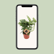Monstera adansonii - Ø12cm - ↕30cm