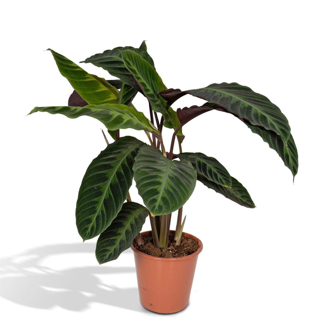Calathea warscewiczii (Peacock plant) - Ø19cm - ↕70cm
