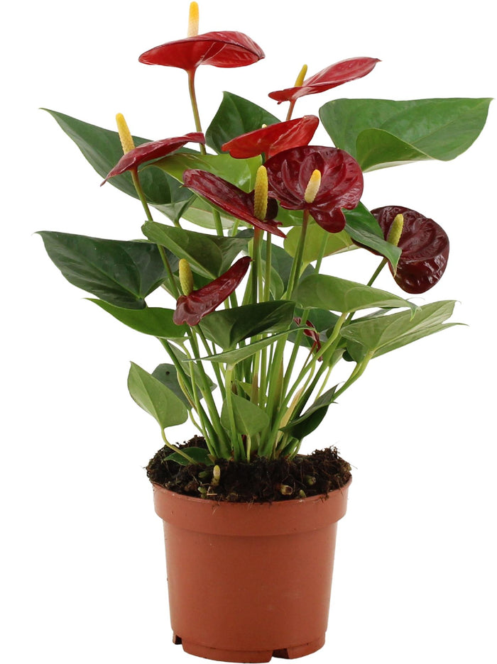Anthurium andraeanum 'Calon' - Ø12cm - ↕35cm