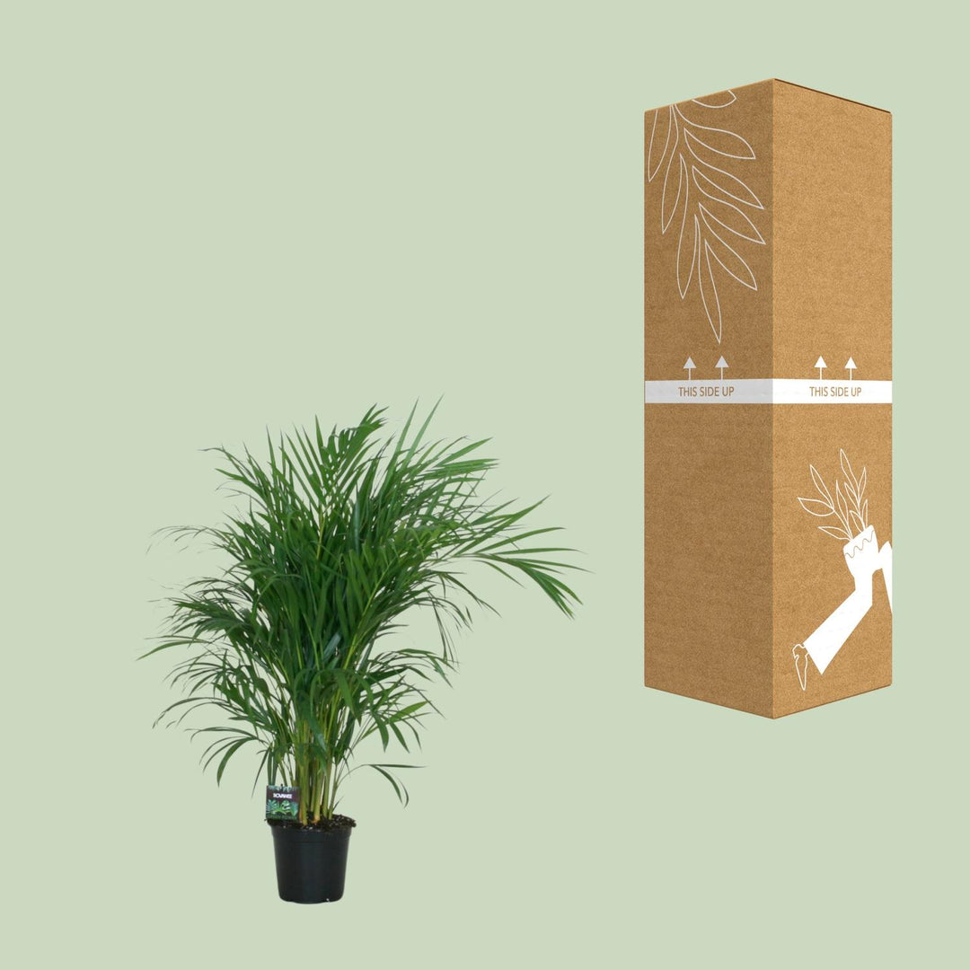 Dypsis lutescens - Ø19cm - ↕100cm