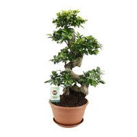 Ficus ginseng - Ø27cm - ↕70cm