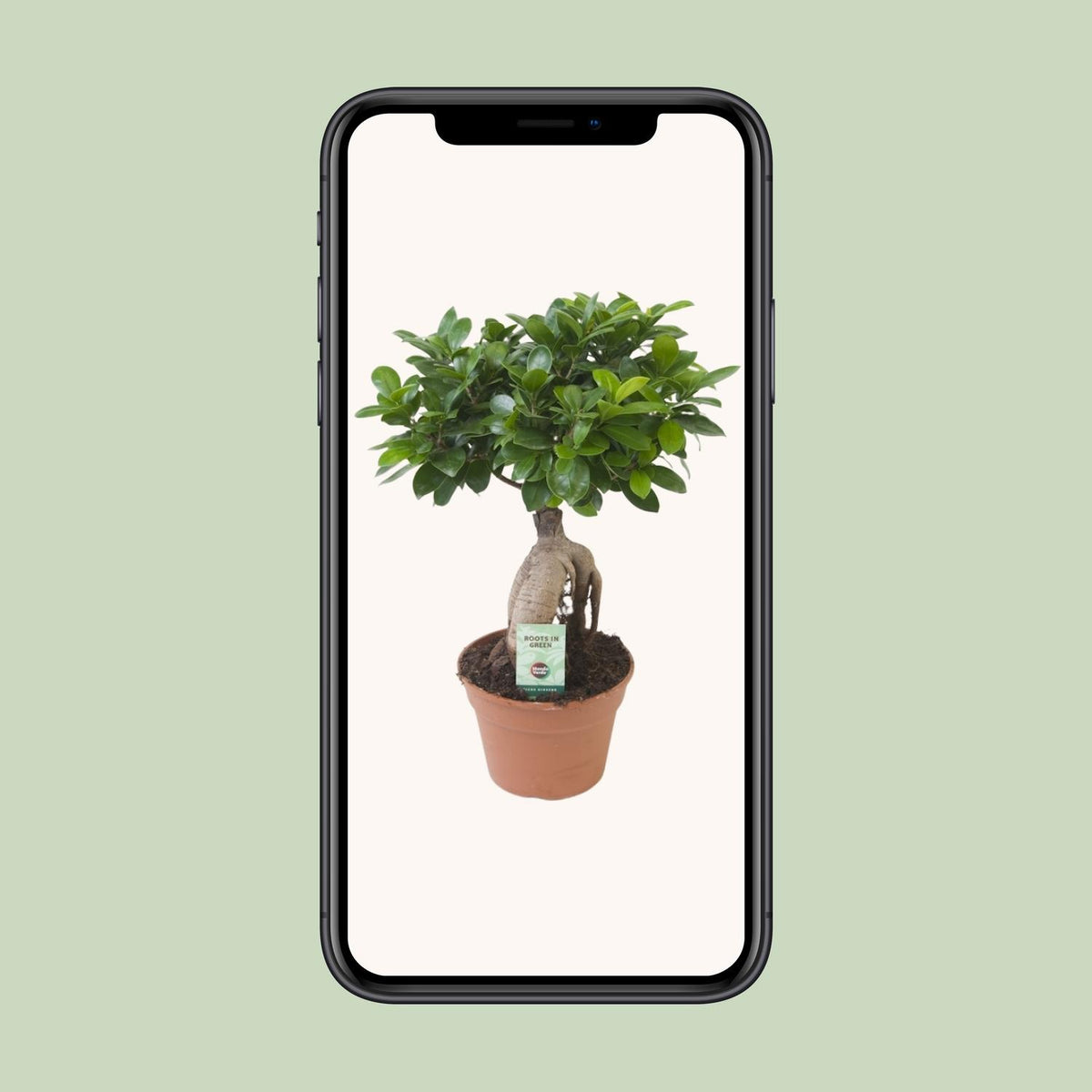 Ficus ginseng - Ø17cm - ↕40cm