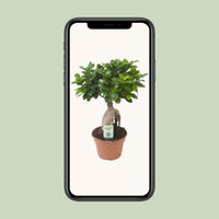 Ficus ginseng - Ø17cm - ↕40cm