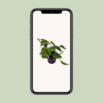 Load image into Gallery viewer, Epipremnum aureum (Scindapsus) - Ø12cm - ↕25cm
