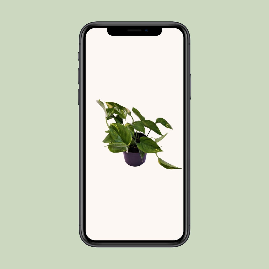 Epipremnum aureum (Scindapsus) - Ø12cm - ↕25cm