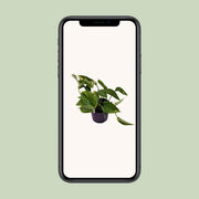 Epipremnum aureum (Scindapsus) - Ø12cm - ↕25cm