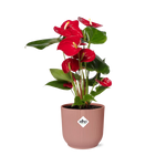 Load image into Gallery viewer, Anthurium andraeanum Red 12cm in ELHO Vibes Fold pot, Pink, Ø14cm - ↕35cm