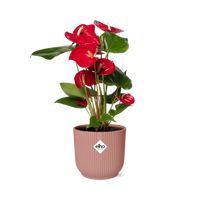Anthurium andraeanum Rosso Ø12cm in vaso ELHO Vibes Fold, Rosa, Ø14cm - ↕35cm