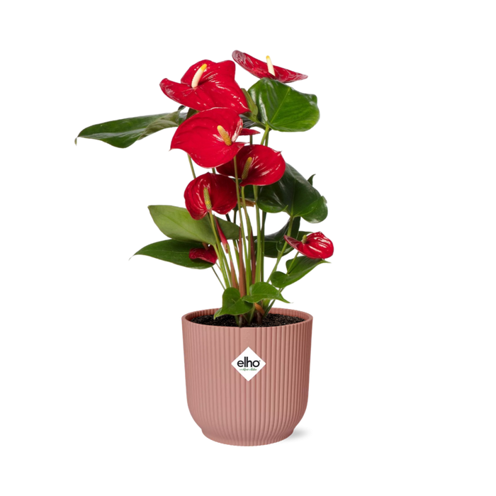 Anthurium andraeanum Red 12cm in ELHO Vibes Fold pot, Pink, Ø14cm - ↕35cm