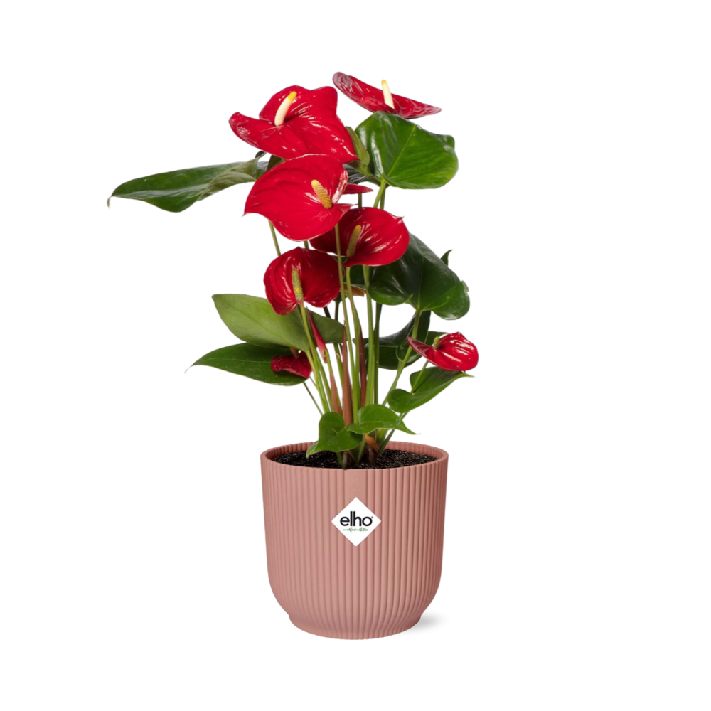 Anthurium andraeanum Red 12cm in ELHO Vibes Fold pot, Pink, Ø14cm - ↕35cm