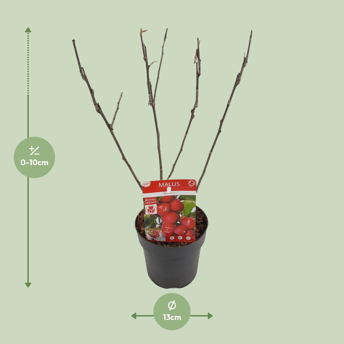 Malus 'Appletini' (Melo da fiore) - Ø13cm - ↕10cm