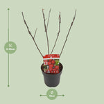 Load image into Gallery viewer, Malus &#39;Appletini&#39; (Apple Tree) - Ø13cm - ↕10cm
