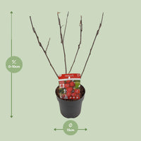 Malus 'Appletini' (Melo da fiore) - Ø13cm - ↕10cm