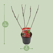 Malus 'Appletini' (Apple Tree) - Ø13cm - ↕10cm
