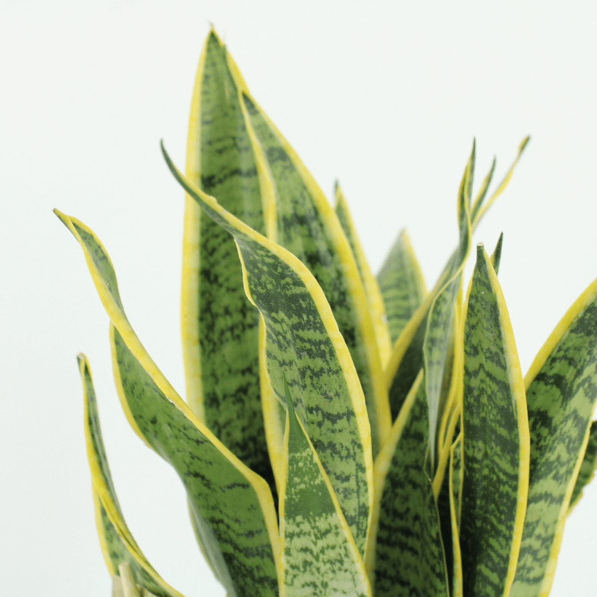 Indoor Sansevieria Laurentii plants showcasing vibrant green and yellow striped leaves. Perfect for home decor.
