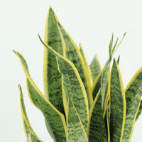Indoor Sansevieria Laurentii plants showcasing vibrant green and yellow striped leaves. Perfect for home decor.