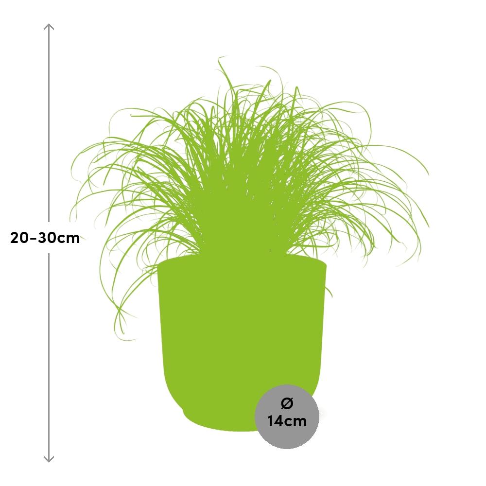 Cyperus alternifolius cat grass indoor plant in ELHO Vibes Fold pot, size 14cm, height 20-30cm, perfect for home decor.