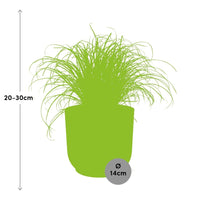Cyperus alternifolius cat grass indoor plant in ELHO Vibes Fold pot, size 14cm, height 20-30cm, perfect for home decor.