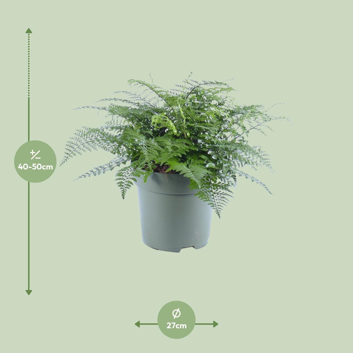 Asplenium parvati - Ø27cm - ↕50cm