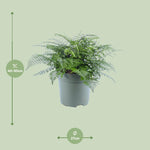 Load image into Gallery viewer, Asplenium parvati - Ø27cm - ↕50cm