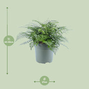 Asplenium parvati - Ø27cm - ↕50cm