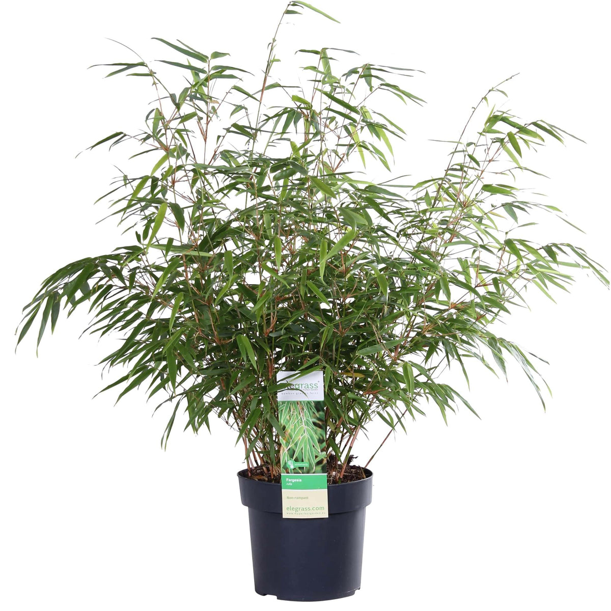 Fargesia rufa (Bambù) - Ø19cm ↨60cm