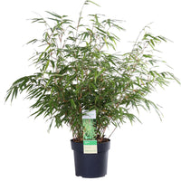 Fargesia rufa (Bambù) - Ø19cm ↨60cm