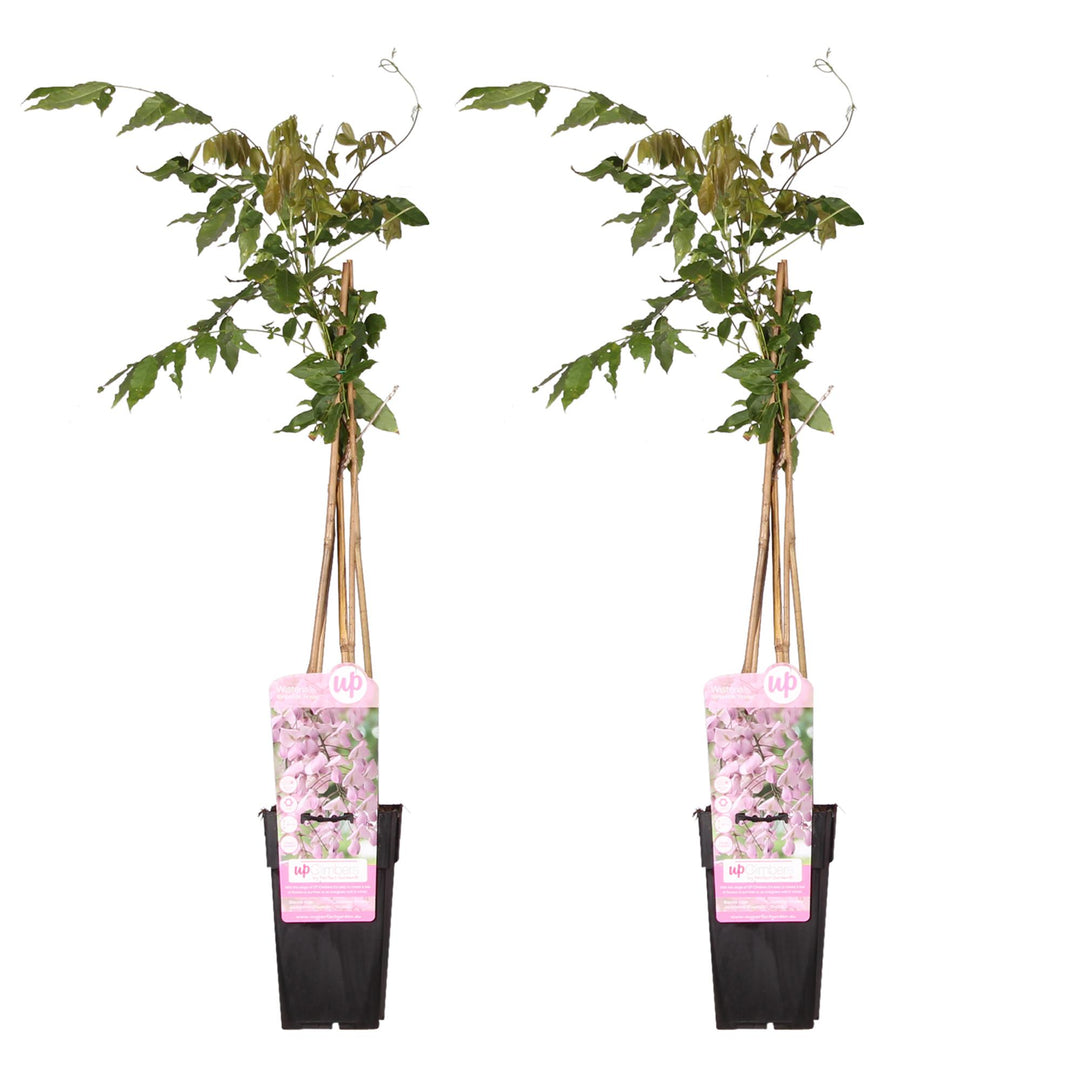 Wisteria floribunda 'Rosea' - 2 pieces - ↨65cm - Ø15
