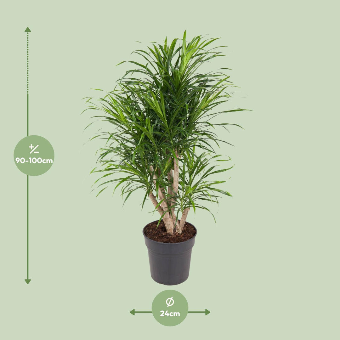 Dracaena fragrans 'Anita' - Ø24cm - ↕100cm